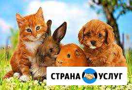 Передержка мелких животных Саратов