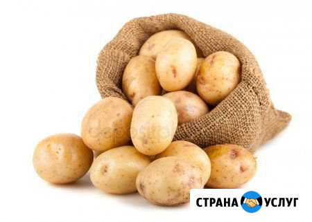 Картофель Краснотурьинск - изображение 1