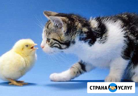 Зооняня Набережные Челны - изображение 1