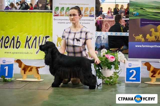 Подготовка собак к выставке, хендлинг Киров - изображение 1