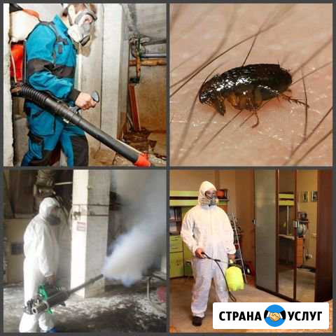 Дезинфекция,Уничтожение клопов,тараканов,муравьев Воронеж - изображение 1