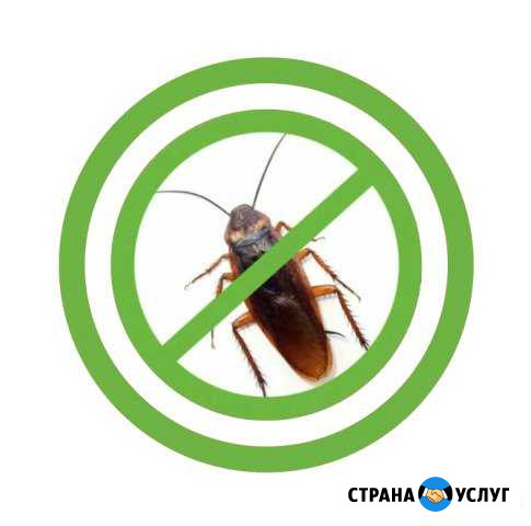 Уничтожение клопов тараканов Солнечногорск - изображение 1