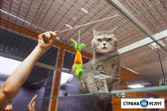 Гостиница, отель, для животных BookingCat Санкт-Петербург