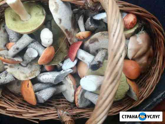 Отвезу за грибами Санкт-Петербург