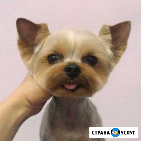 Стрижка кошек и собак в Щелково Щёлково - изображение 1