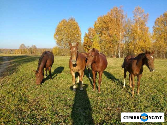 Конный прокат на Бычатнике Рославль - изображение 1