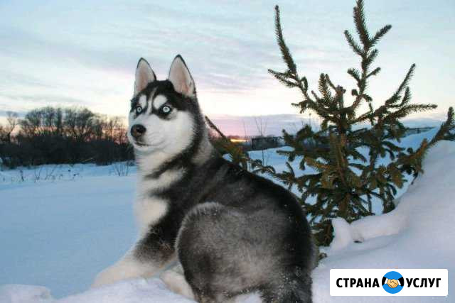 Фотосессия Мокшан - изображение 1