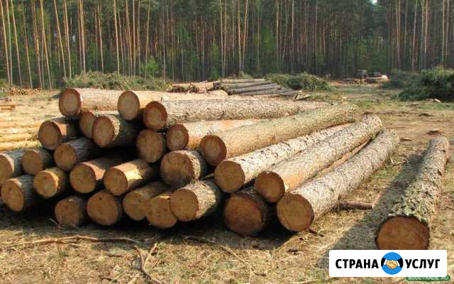 Вывезу и распилю льготный(довальческий) лес Камень-на-Оби - изображение 1