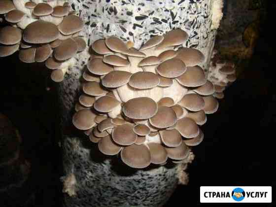 Ищу инвестора старт-ап Воронеж
