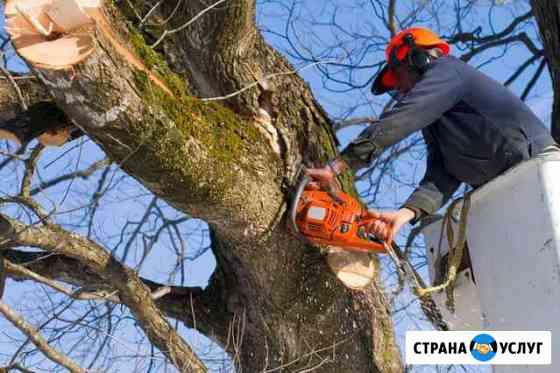 Спил деревьев. Краснодар, Край, Агроном, Динская Динская