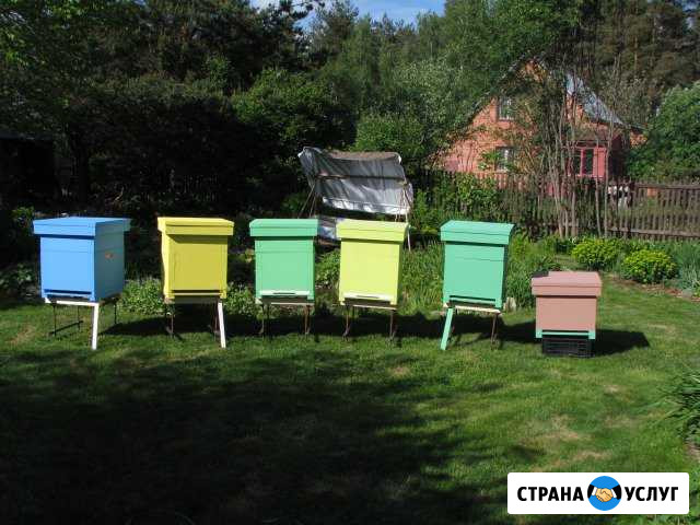 Улей с пчелами в аренду Черноголовка - изображение 1