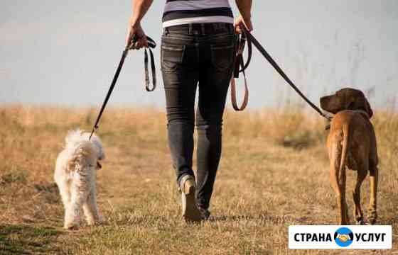 Выгул собак, передержка Калининград