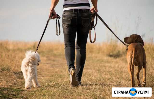 Выгул собак, передержка Калининград - изображение 1