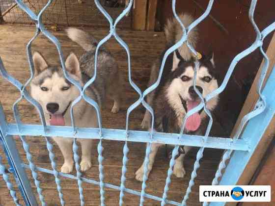Передержка собак Новокузнецк