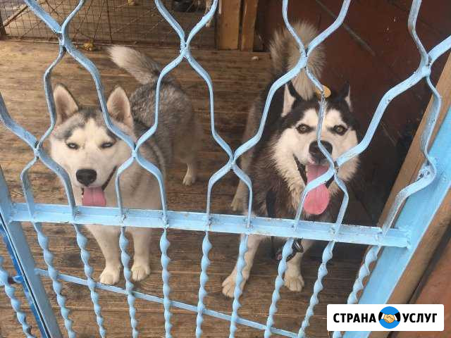 Передержка собак Новокузнецк - изображение 1
