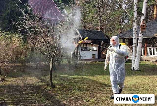 Опрыскивание (жуки,комары) Спил. Корчевка деревьев Волгоград - изображение 1
