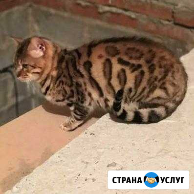 Вязка Армавир - изображение 1