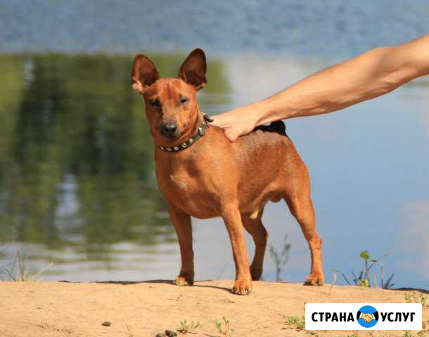 Вязка цвергпинчера Энгельс - изображение 1