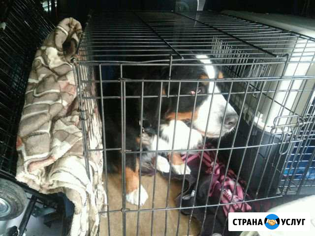 Перевозка собак, животных Дзержинск - изображение 1