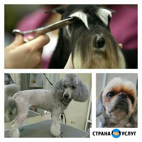Стрижка собак Новоуральск Новоуральск - изображение 1