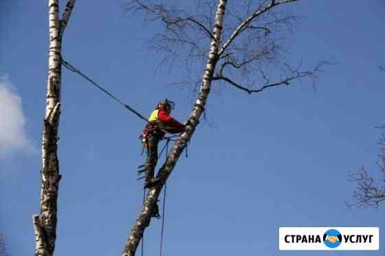 Спил дерева Шахты