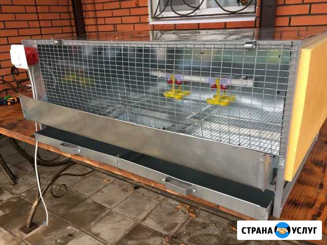 Брудеры для выращивания цыплят Подольск - изображение 1