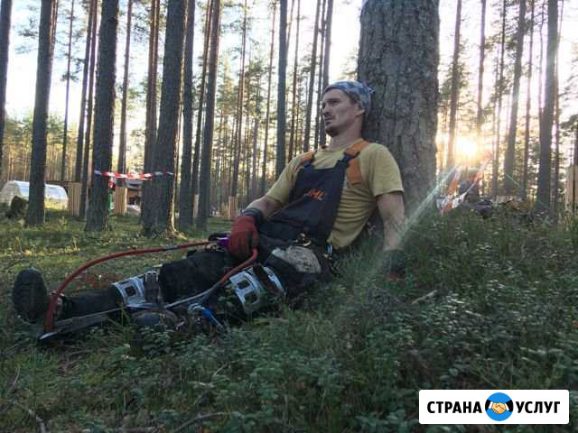 Спил деревьев Гатчина - изображение 1