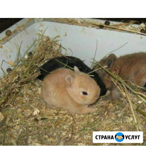 Передержка животных Химки - изображение 1