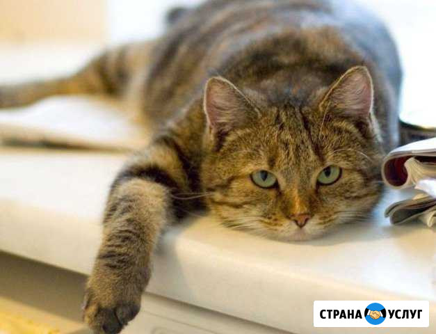 Передержка Москва - изображение 1
