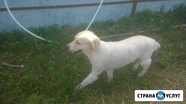 Стрижка кошек и собак любых пород Яхрома - изображение 1