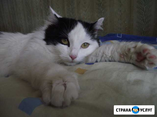 Передержка котов/кошек в квартире Самара - изображение 1