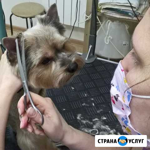 Груминг Студия Любимая собака Монино - изображение 1