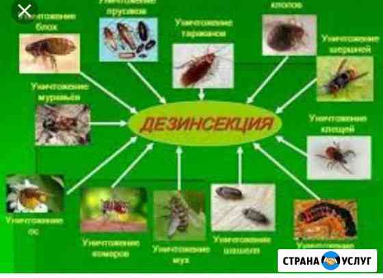 Дезинсекция(Уничтожение насекомых) Комсомольск-на-Амуре