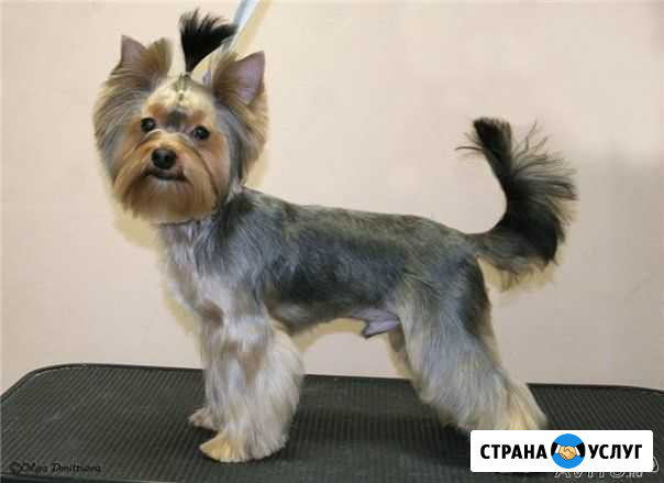 Зоосалон  Стильный пес . Стрижка собак и кошек Горячеводский - изображение 1