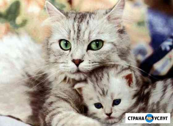 Передержка кошек Казань