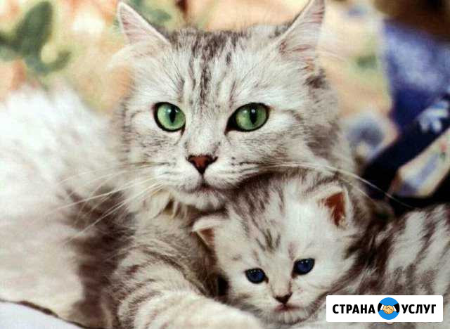 Передержка кошек Казань - изображение 1