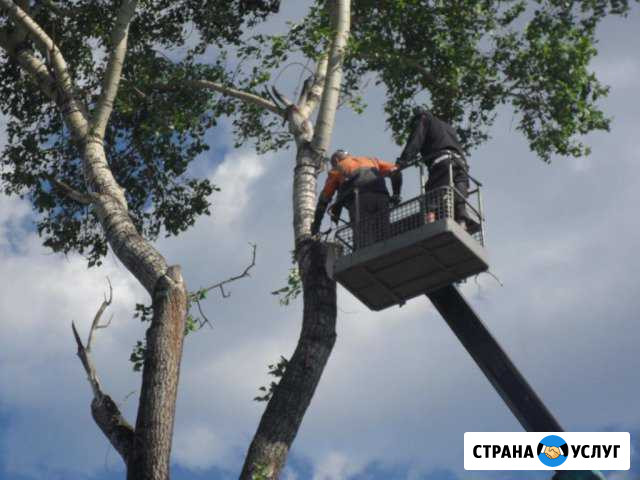 Спилим деревья, расчистим участок, демонтаж Туапсе - изображение 1