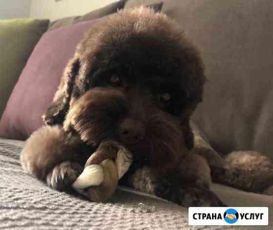 Стрижка, тримминг собак. Грумер на дом или у меня Москва