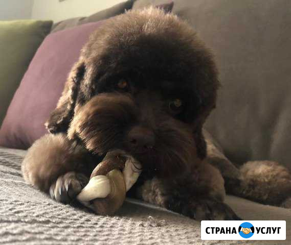 Стрижка, тримминг собак. Грумер на дом или у меня Москва - изображение 1