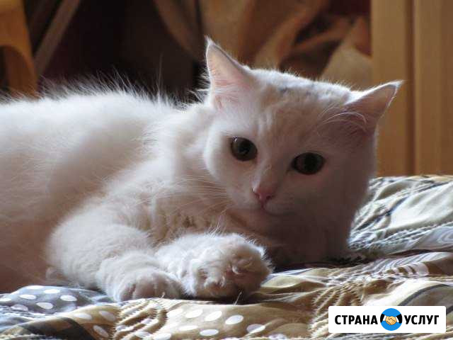 Передержка домашних животных Мурманск - изображение 1