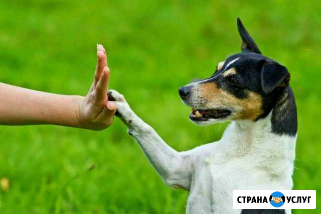 Дрессирoвка собак. Кинолог.Передержка живoтных Казань - изображение 1