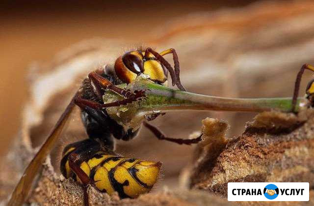 Обработка сада от клещей, землеройки, шершней Красногорск - изображение 1