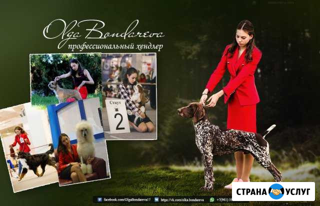 Профессиональный хендлер. Дрессировка собак Краснодар - изображение 1
