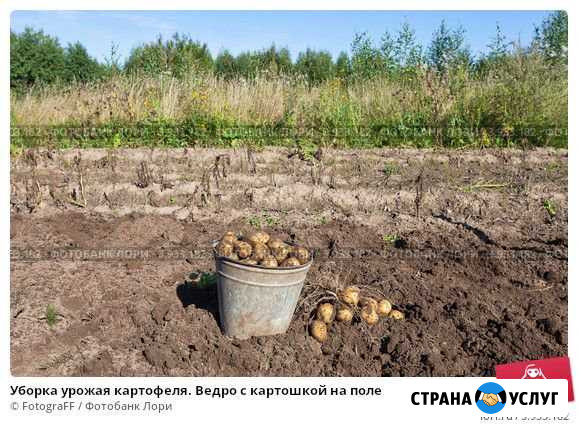 Картофель Гурьевск - изображение 1