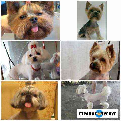 Стрижка собак и котов Ростов-на-Дону