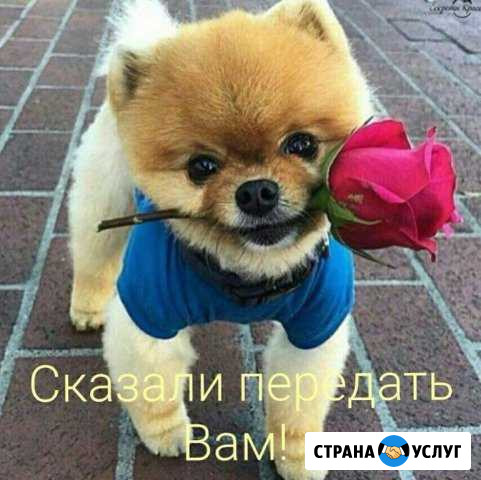 Услуги грумера Курск - изображение 1
