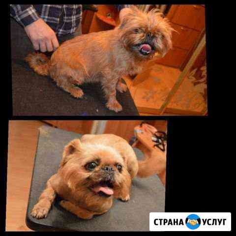 Стрижка кошек и собак Москва