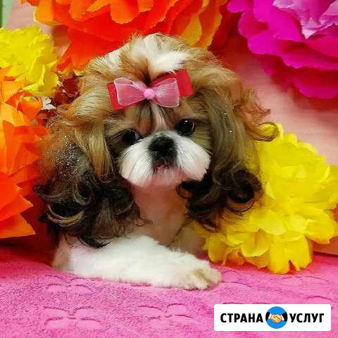 Стрижка собак Димитровград - изображение 1