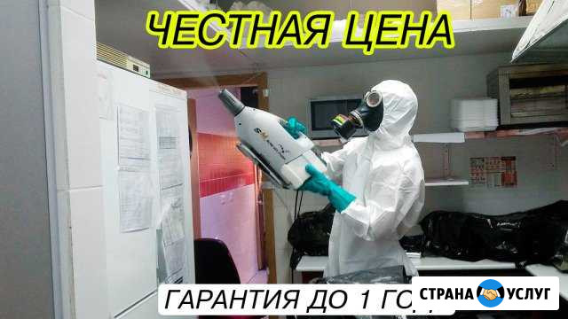 Уничтожение тараканов. Дезинфекция от тараканов Рязань - изображение 1