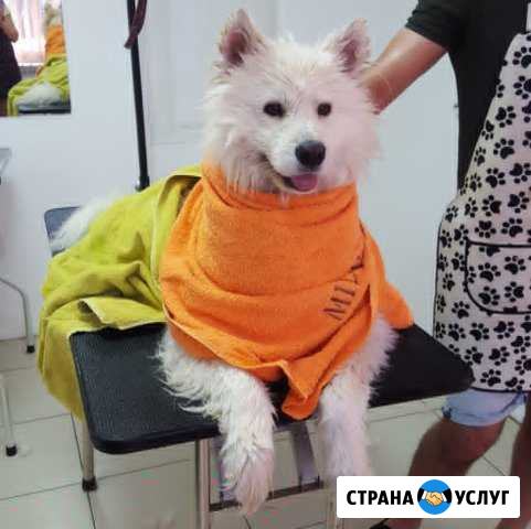 Стрижка собак Армавир - изображение 1
